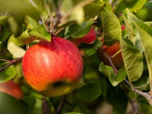 Ein roter Apfel der Sorte Topaz hängt an einem Zweig.