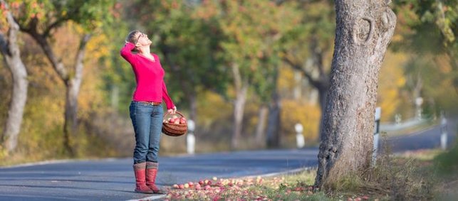 Eine Frau steht mit einem Korb am Straßenrand an einem Apfelbaum und schaut nach Fallobst