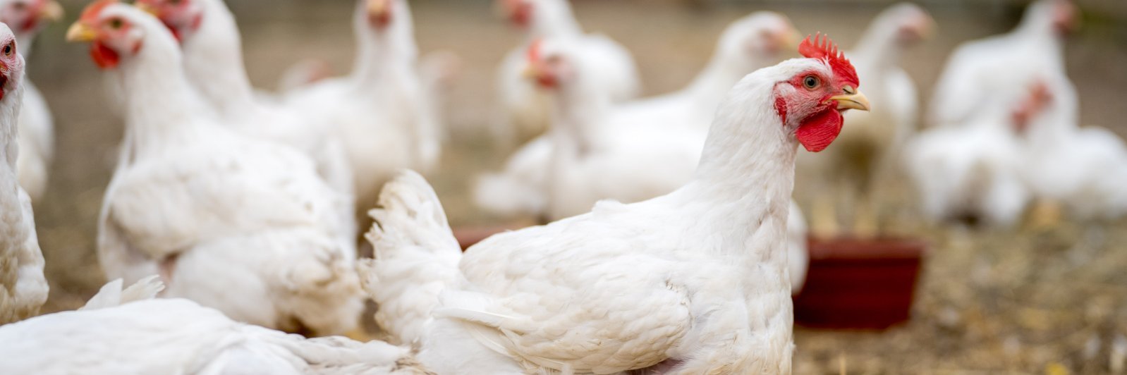 Mehrere weiße Hühner stehen in einem Stall mit Strohboden.