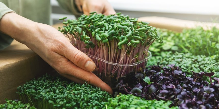 Sprossen. Artikel "Sprossen und Microgreens" öffnen.