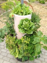 Salat und anderes Gemüse wächst aus einem Pflanzturm.