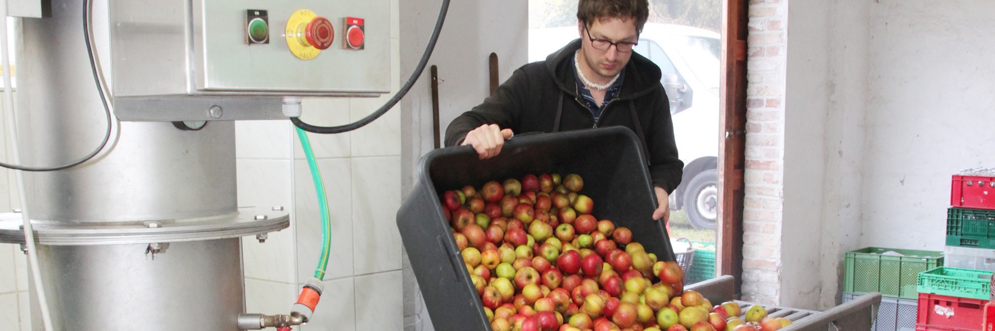 Mann schüttet Äpfel aus einer Kiste auf ein Fließband.