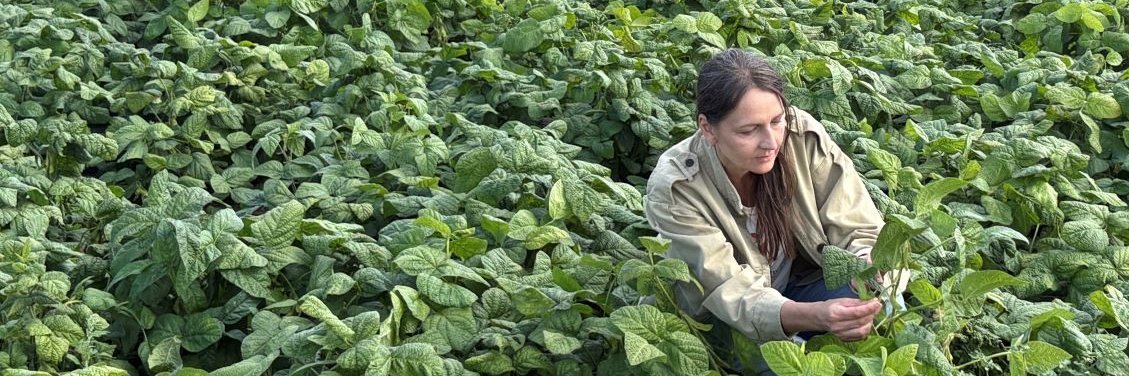 Frau im Feld Cecilia Antoni prüft die Qualität von Bohnenschoten vor der Ernte.