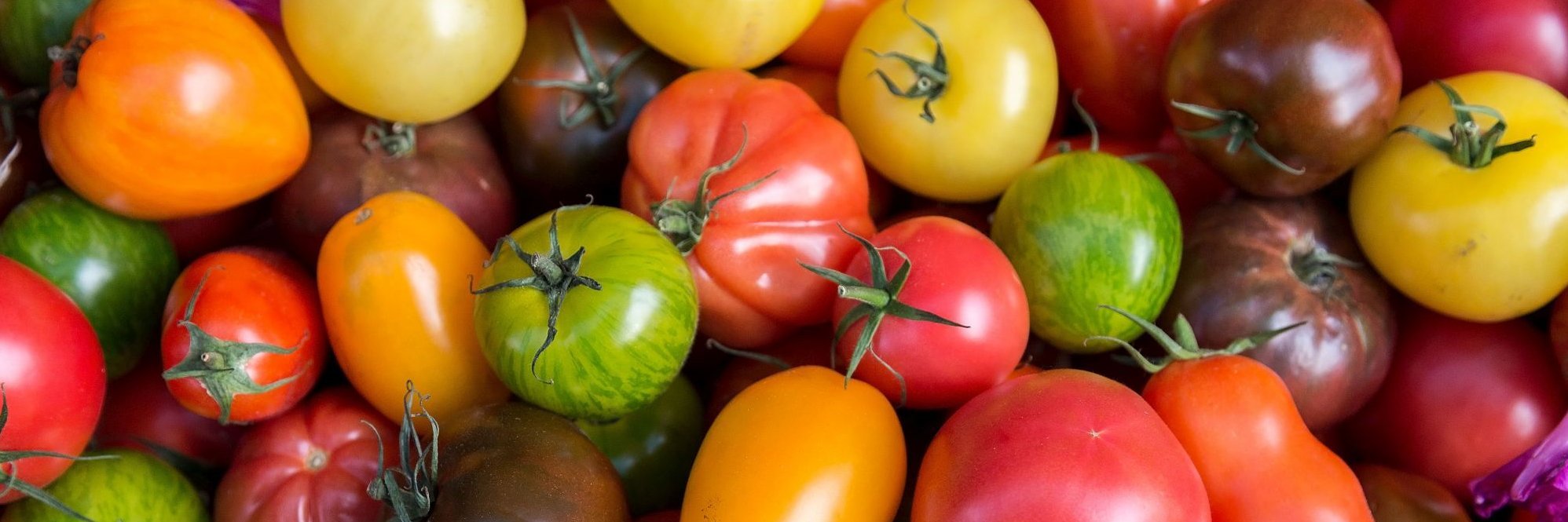 Tomatenvielfalt in verschiedenen bunten Farben und Formen.