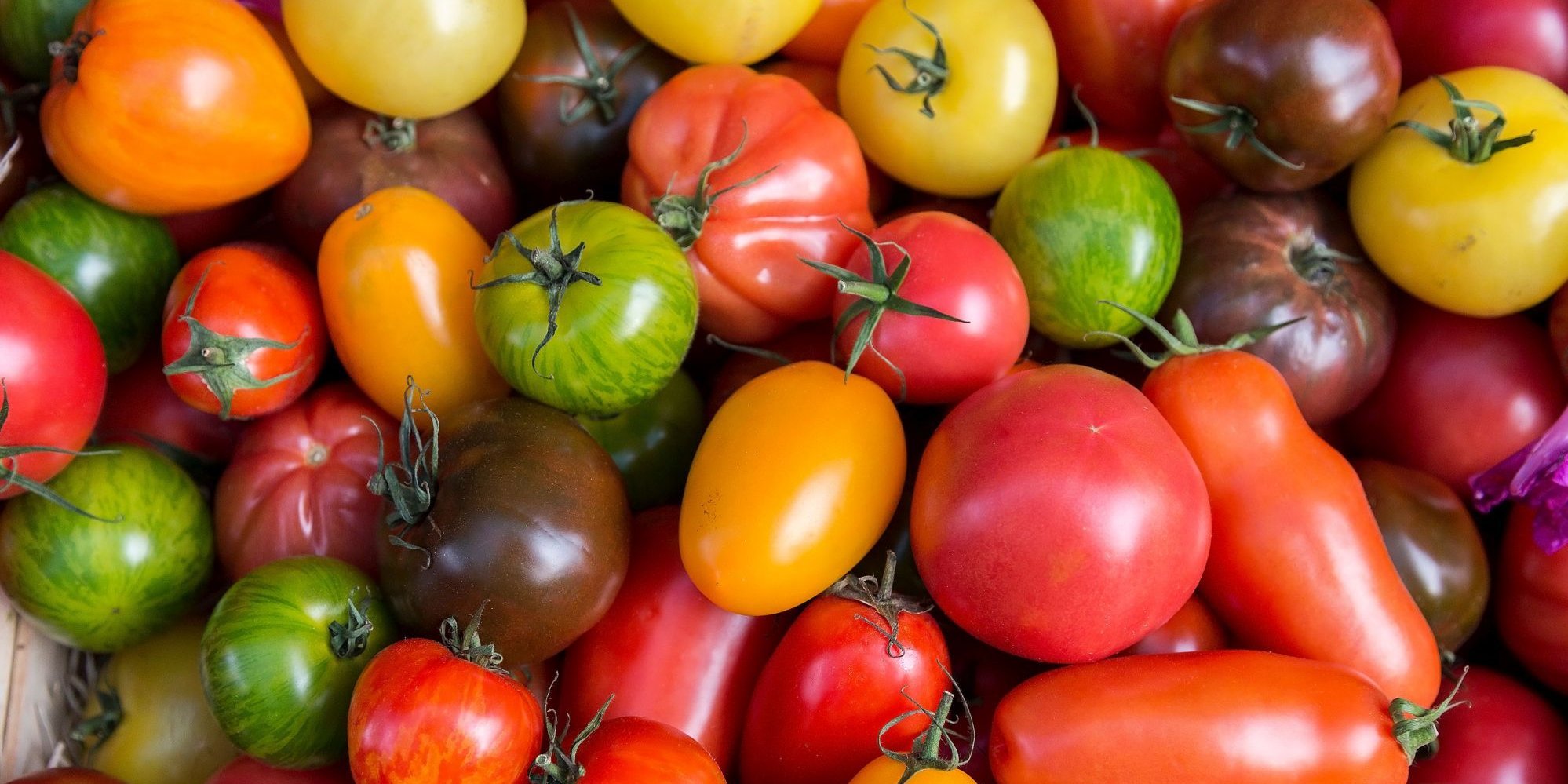 Tomatenvielfalt in verschiedenen bunten Farben und Formen.. Artikel "Biologische Vielfalt auf Acker und Teller  " öffnen.