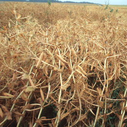 Feld mit trockenen Erbsenpflanzen.