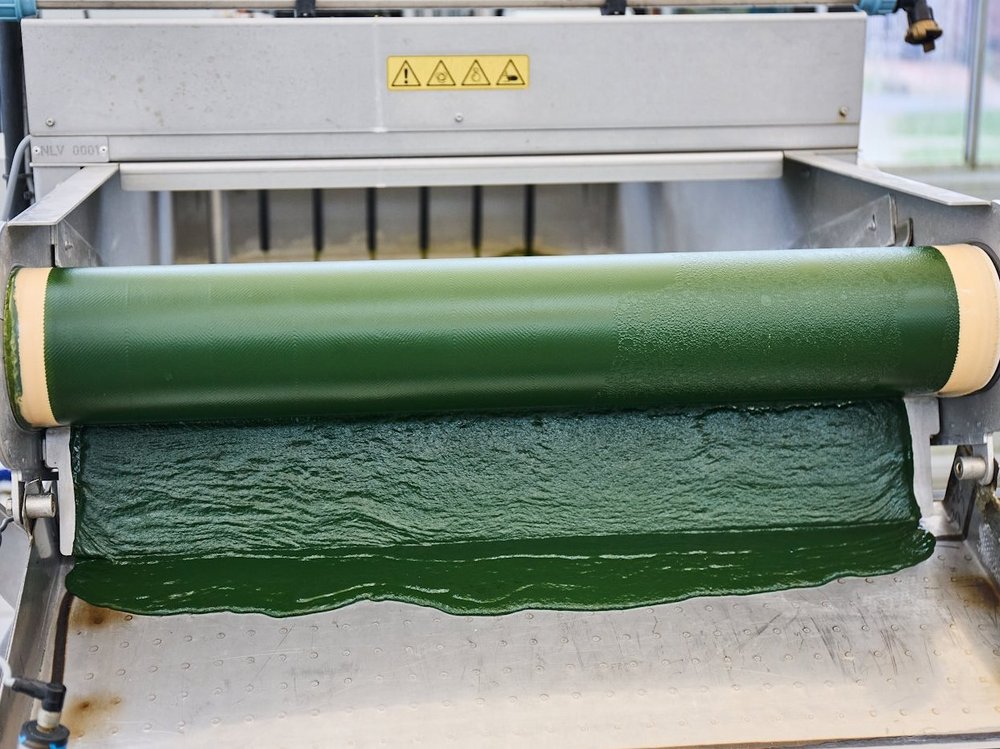 Flüssiger Algenbrei fließt über eine Walze auf ein Fließband.