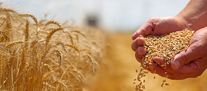 Auf der linken Bildseite sind Weizenähren und rechts Hände gefüllt mit Weizenkörnern. 