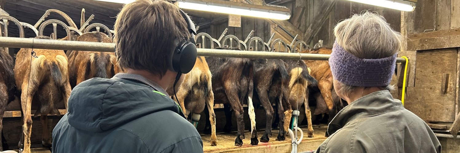 Ein Mann und eine Frau betrachten Ziegen in einem Melkstand.