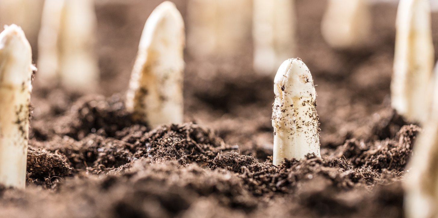 Weiße Spargelspitzen gucken aus der Erde.. Artikel "Spargel: Auf dem Acker" öffnen.