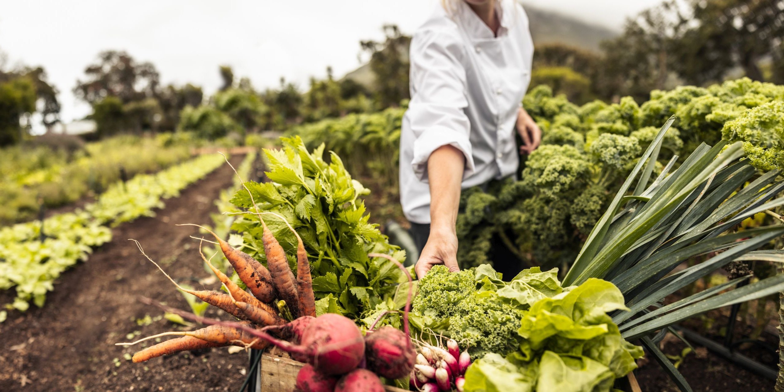 Frau auf einem Feld zeigt soeben geerntetes Gemüse.. Artikel "Kommunale Ernährungsstrategien" öffnen.