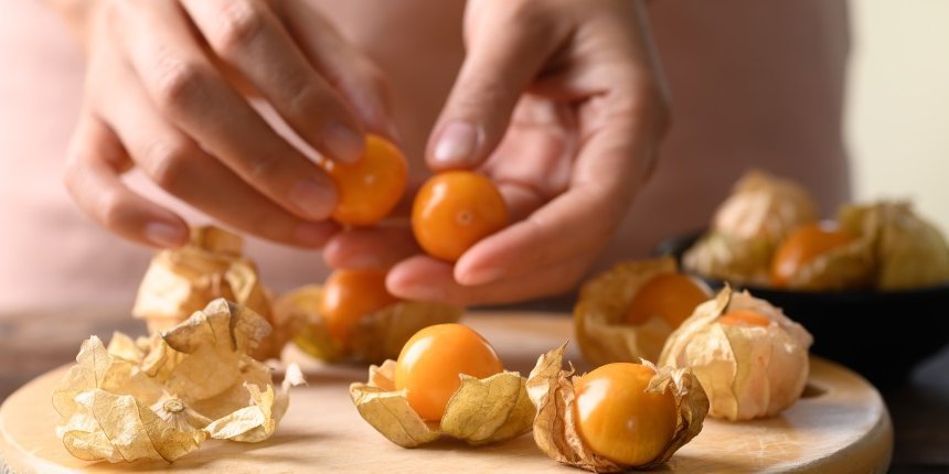 Kapstachelbeere. Artikel "Die Physalis – ein exotisches Obst" öffnen.