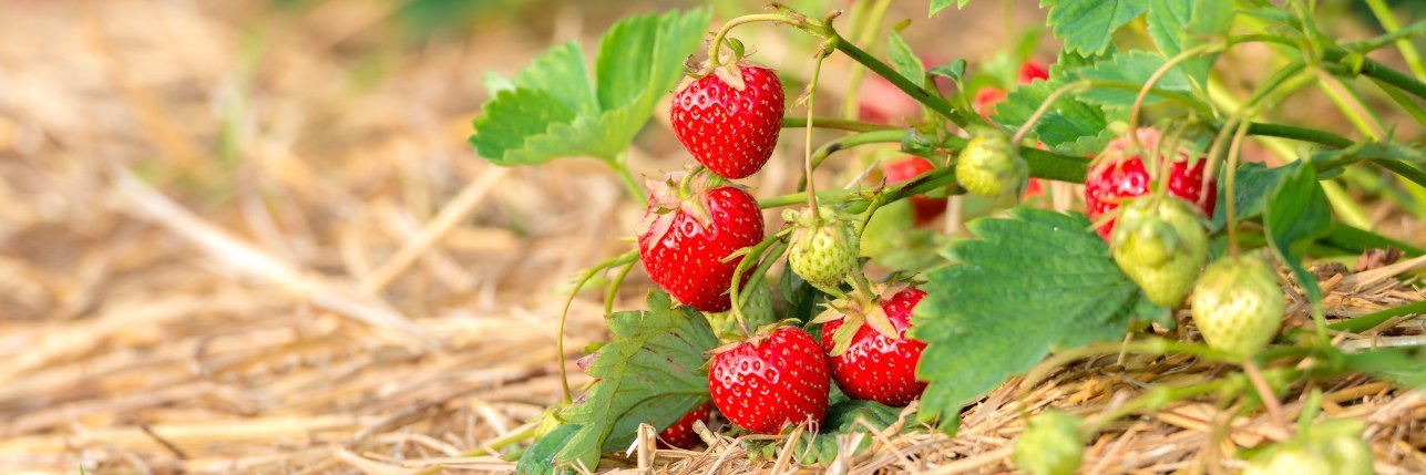 Erdbeeren wachsen an einer Erdbeerpflanze auf einer Strohunterlage.