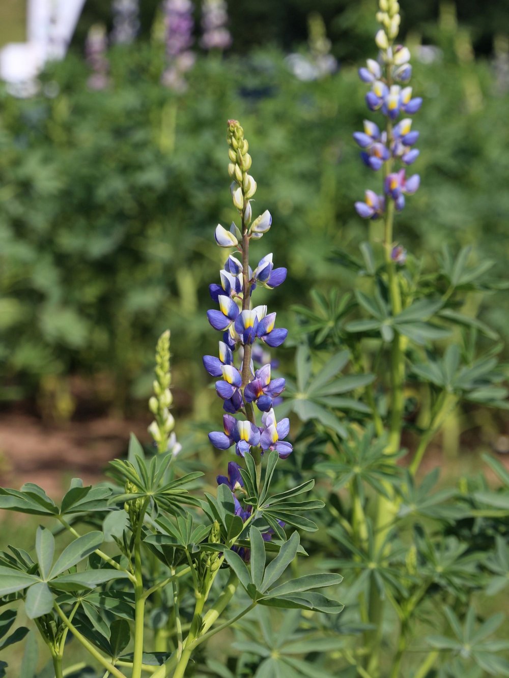 Blühende Lupinen.