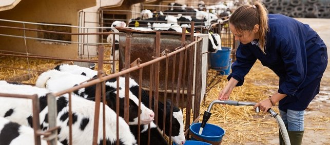 Eine Landwirtin befüllt mit einem Schlauch Eimer für Kälbchen, die hinter einem Gatter stehen.  