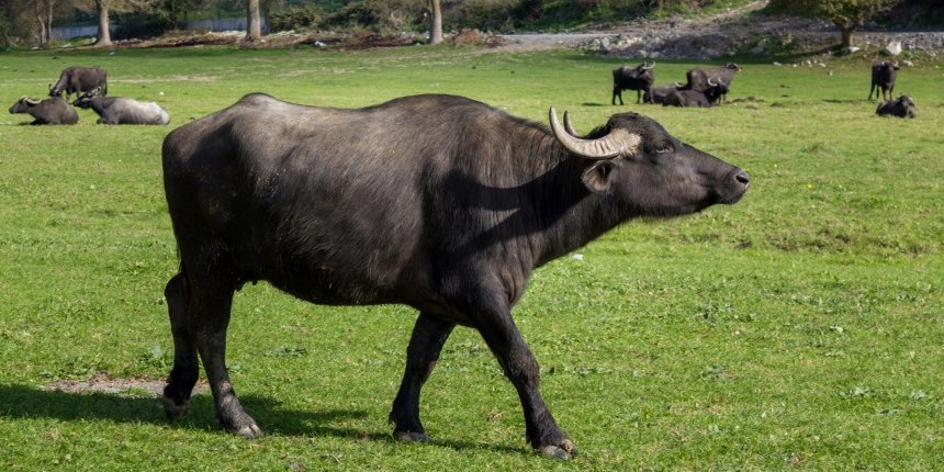 Auf einer Weide steht ein Wasserbüffel und im Hintergrund liegen und stehen weitere Tiere.. Artikel "Maul- und Klauenseuche aufgetreten" öffnen.