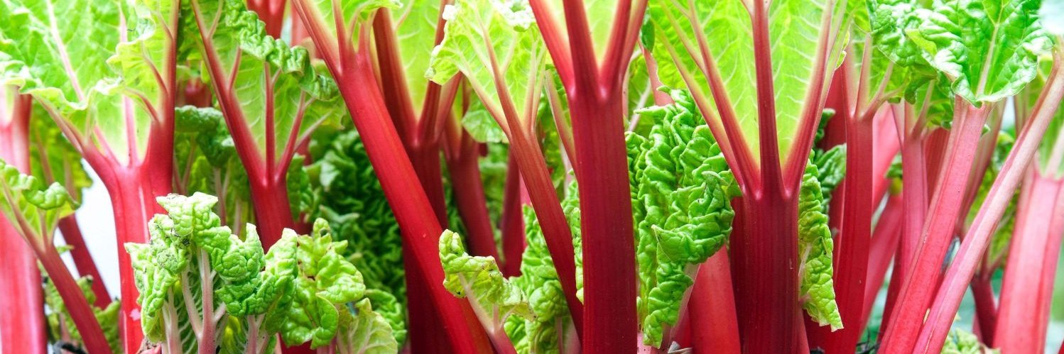 Nahaufnahme von Rhabarberstangen mit Laub, die im Beet oder auf dem Feld wachsen.