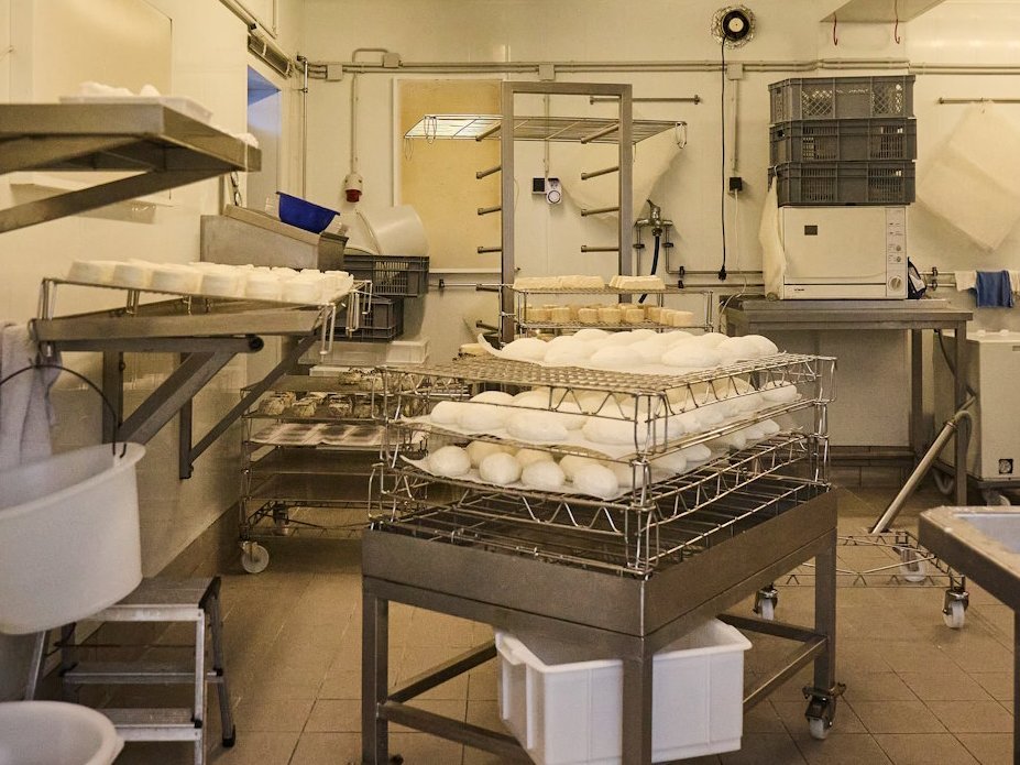 Im Raum einer Manufaktur liegen viele weiße Ziegenkäse auf einem Tisch.