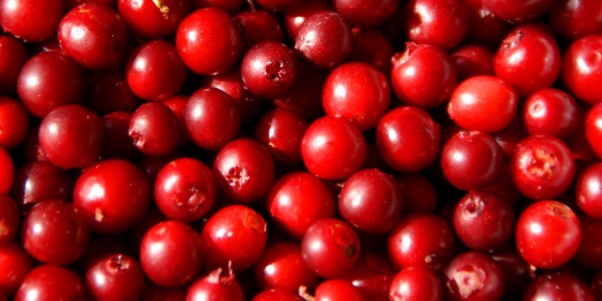 Preiselbeeren. Artikel "Preiselbeere und Cranberry" öffnen.