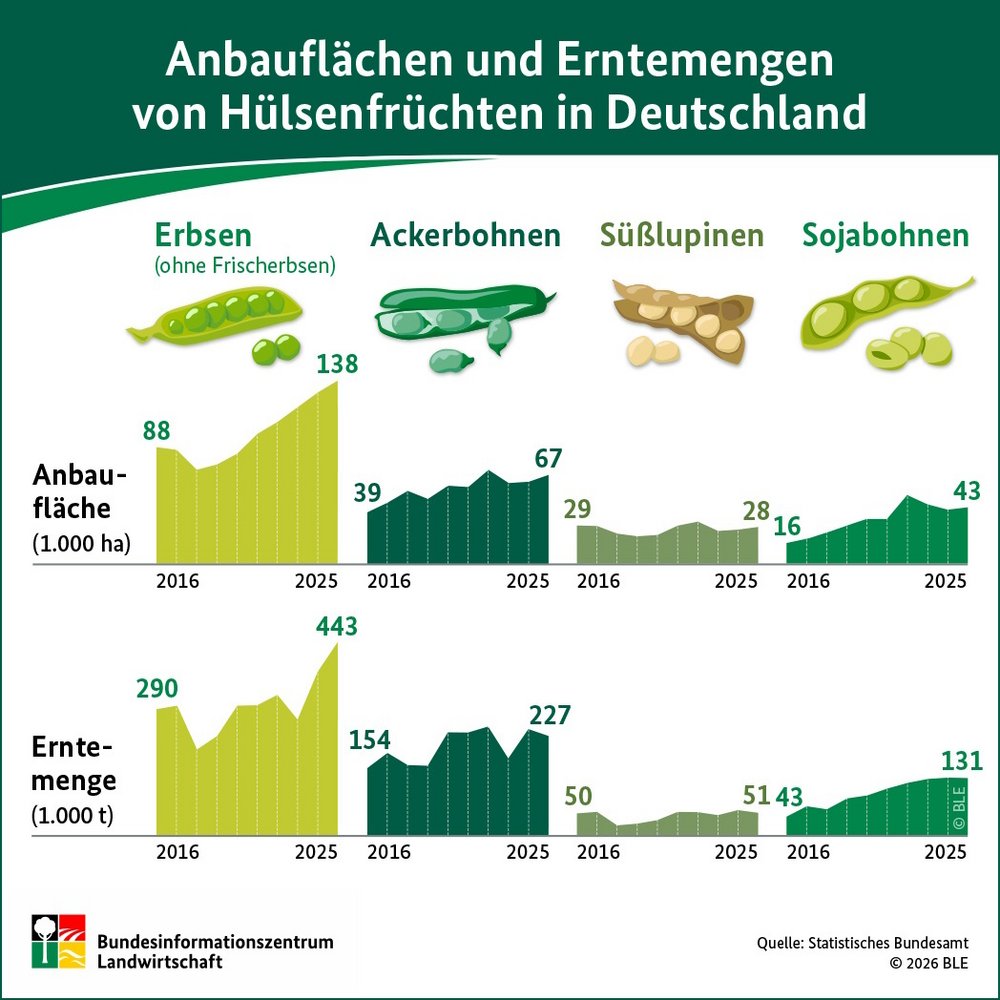 Eine Grafik zeigt Diagramme zu den Anbauflächen und Erntemengen von Erbsen, Ackerbohnen, Süßlupinen und Sojabohnen im Jahr 2025 in Deutschland.