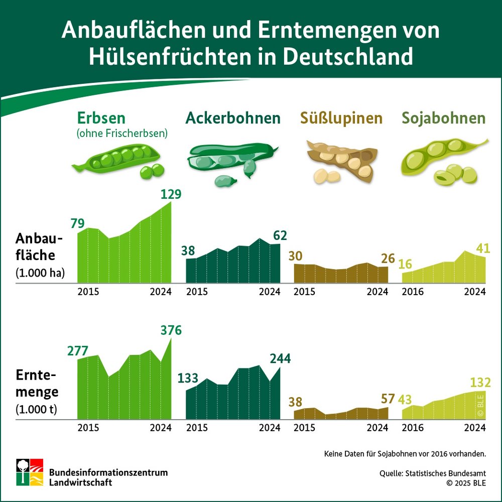 Eine Grafik zeigt Diagramme zu den Anbauflächen und Erntemengen von Erbsen, Ackerbohnen, Süßlupinen und Sojabohnen im Jahr 2024 in Deutschland.