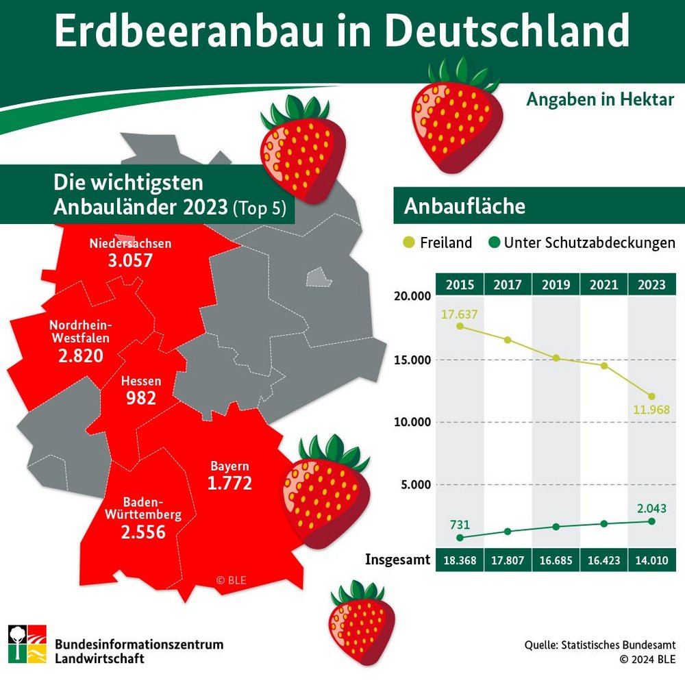 Die Grafik zeigt die Hauptanbaugebiete von Erdbeeren in Deutschland und informiert über den Anteil von Freilandanbau und geschütztem Anbau.