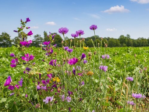 Verschiedene Wildkräuter in allen Farben blühen am Rand eines Feldes.