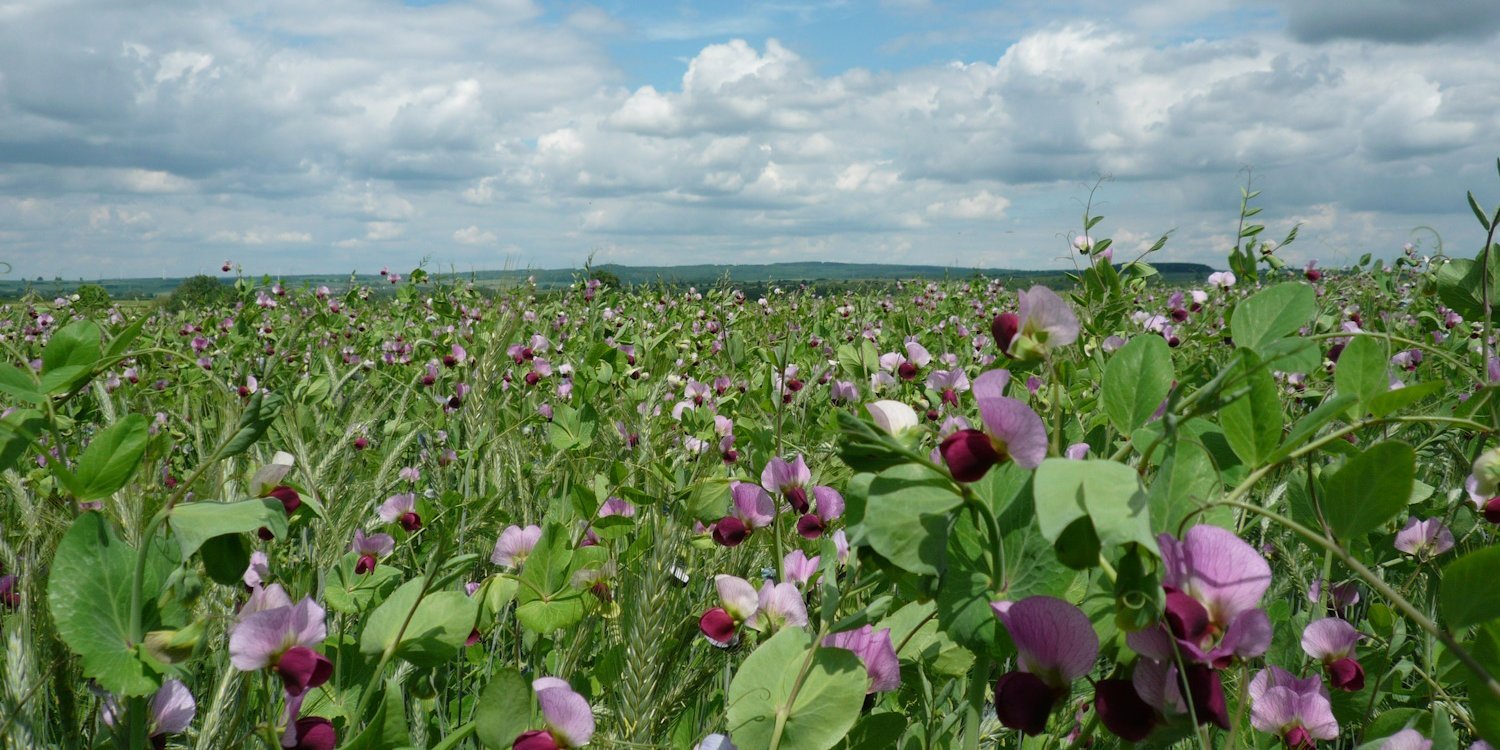 Auf einem Feld stehen lila blühende Wintererbsen.. Artikel "Hülsenfrüchte: Auf dem Acker" öffnen.