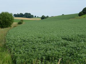 Ackerbohnen wachsen auf einem Feld.