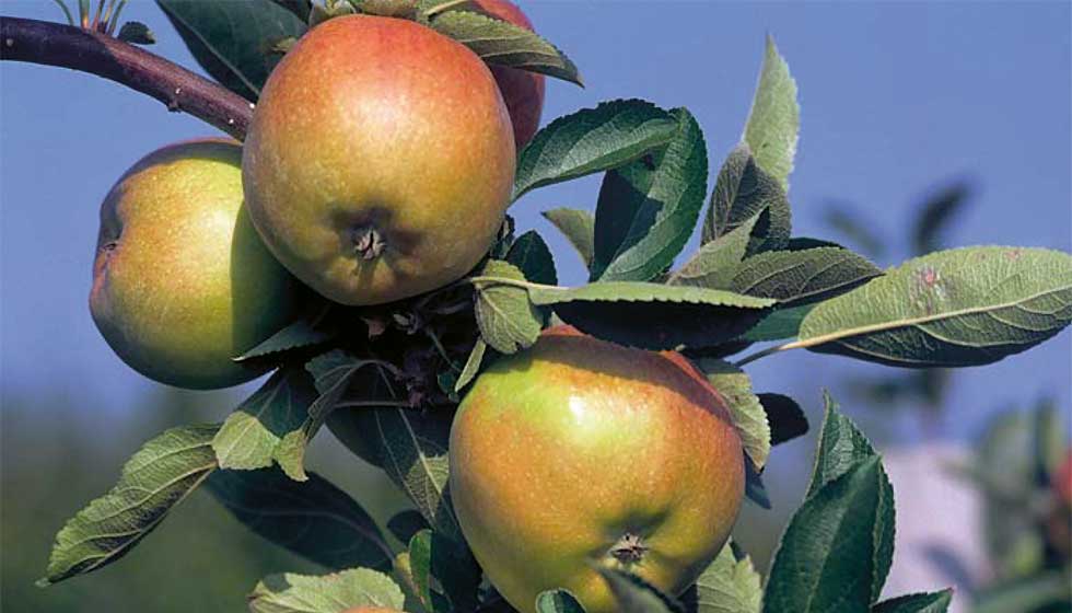 Äpfel der Sorte Braeburn am Baum