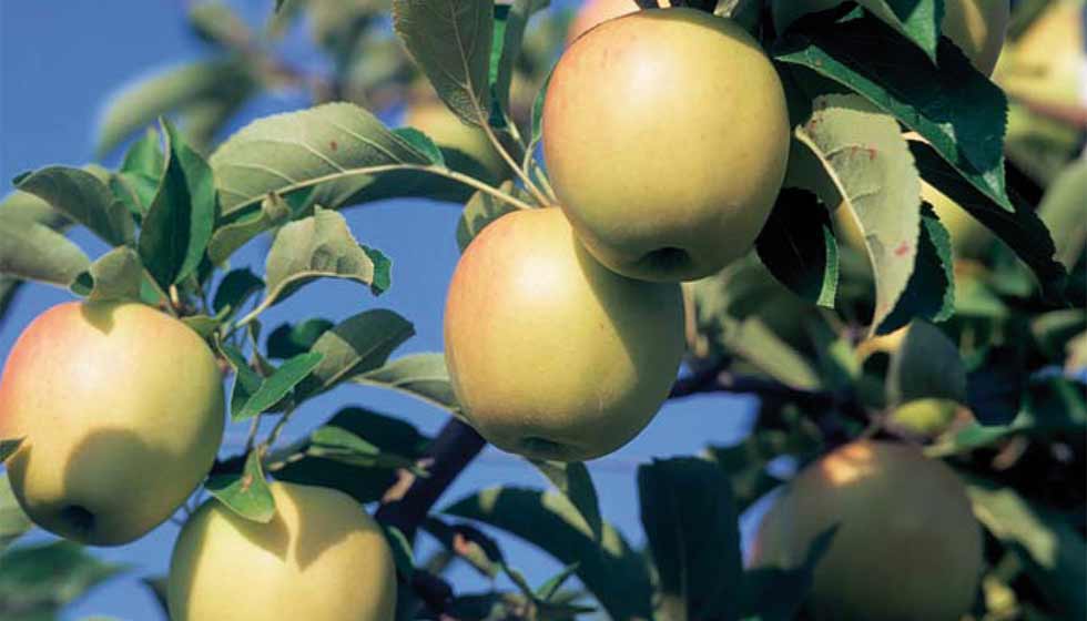 Äpfel der Sorte 'Golden Delicious' am Baum