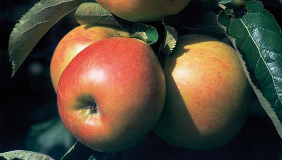 Äpfel der Sorte 'Jonagold' am Baum