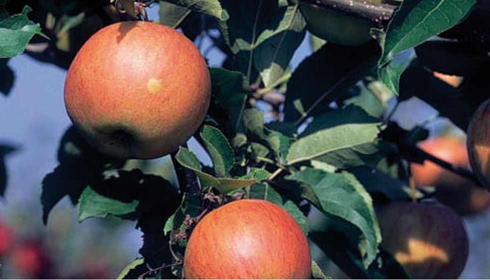 Äpfel der Sorte 'Rubinette' am Baum