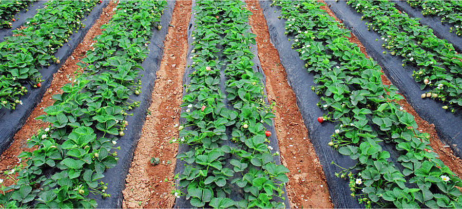 Erdbeerfeld mit schwarzen Mulchfolien