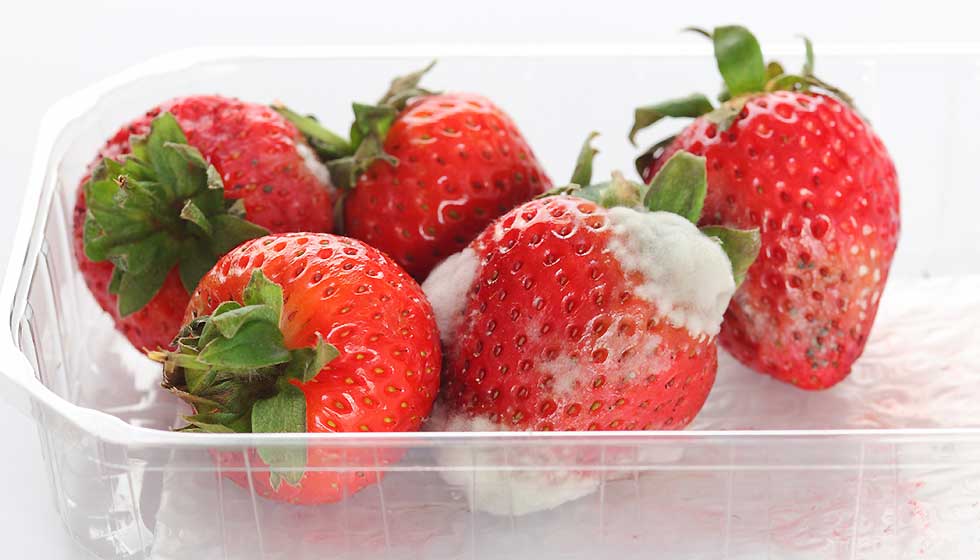Erdbeeren mit Schimmel in Plastikschale
