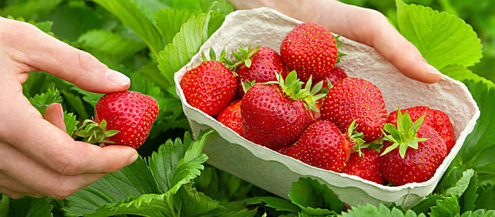 Eine Pappschale mit Erdbeeren, eine Hand hält eine Erdbeere