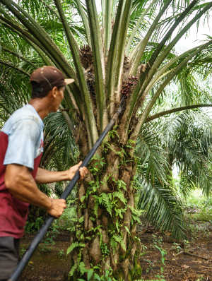 Verwendung von Palmöl nach Branche weltweit 2023/2024