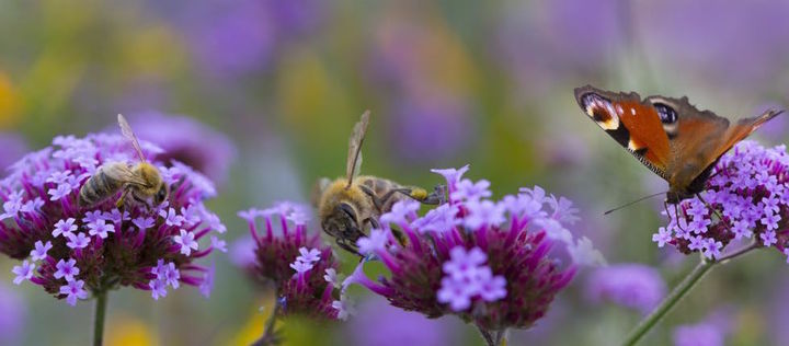 Honigbienen und Tagpfauenauge an Blütenständen von Verbena bonariensis