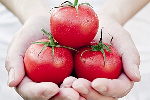 Runde Tomaten in zwei Frauenhänden