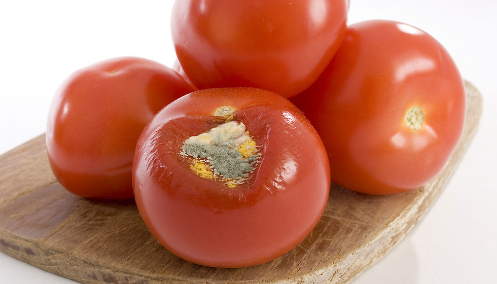 Tomaten mit und ohne Schimmel