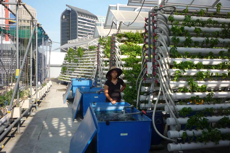 Anlagen der Firma „COMCROP“ zum Gemüse- und Kräuteranbau auf den Dächern des „Scape-Gebäudes“ im Zentrum Singapurs