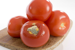 verschimmelte Tomaten