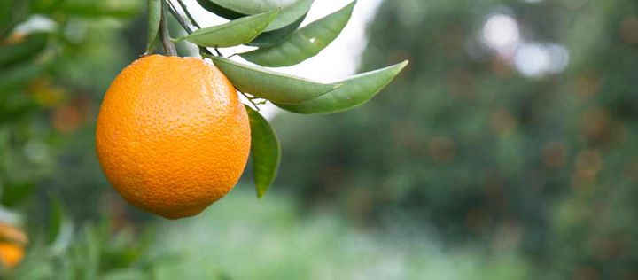 Zitrusseuche: Wer rettet die Orange? - Natur - FAZ