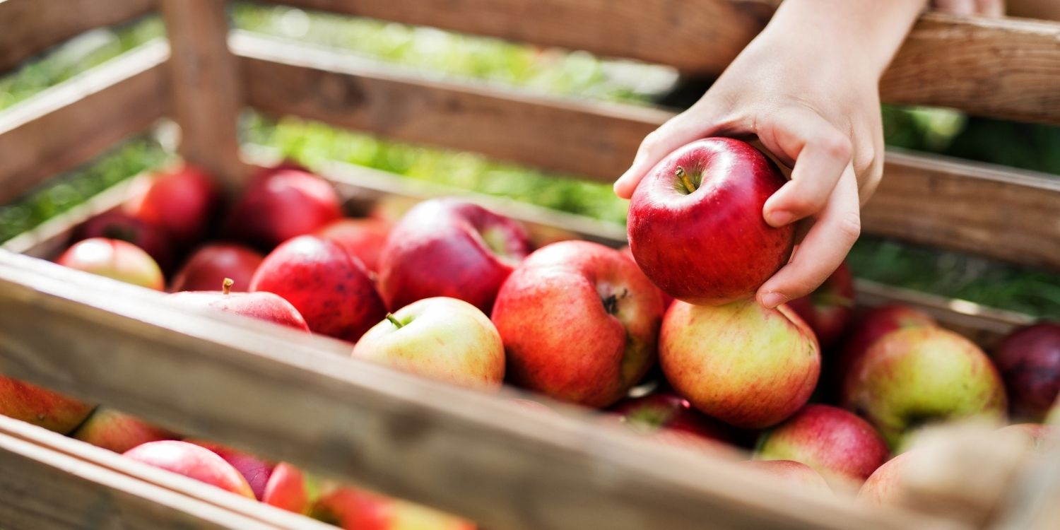 Eine Hand legt einen roten Apfel in eine Holzkiste halbvoll mit Äpfeln. . Artikel "Äpfel vielseitig verwerten" öffnen.